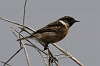 Stonechat